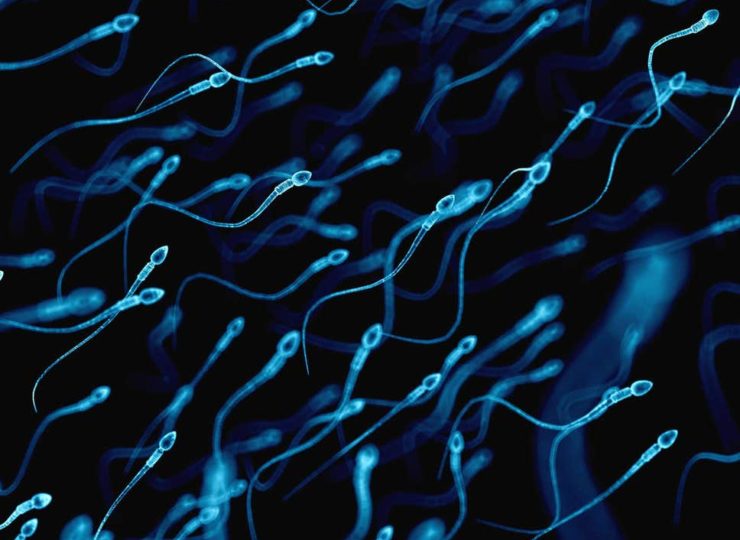 Sperm counts in the West plunge by 60% in 40 years as ‘modern life’ damages men’s health
