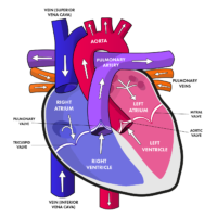 Cardiovascular diseases - fact - healthsansar.com