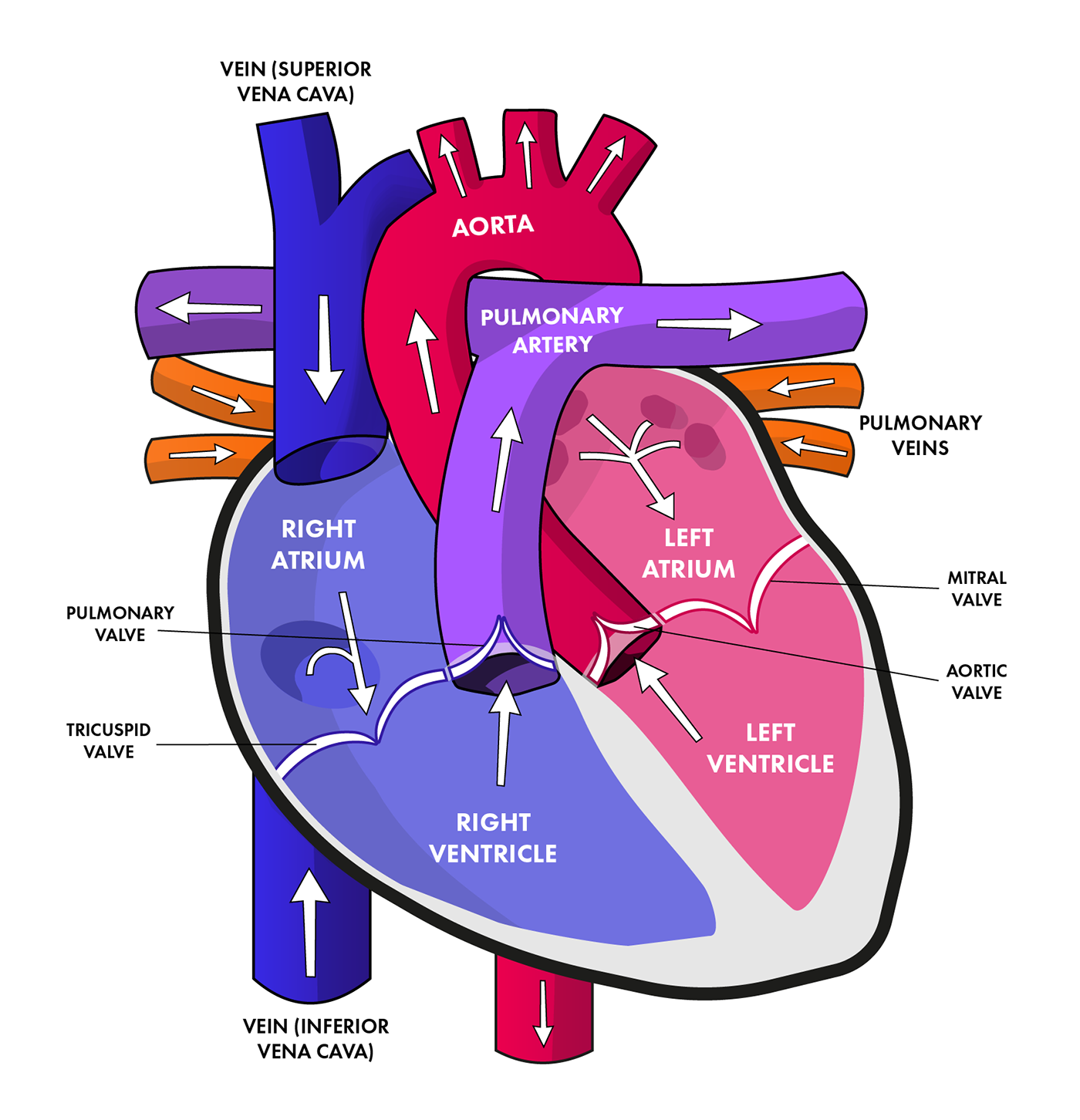 Cardiovascular diseases - fact - healthsansar.com
